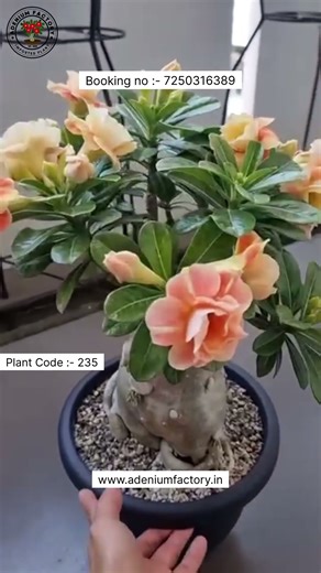 Buy Taiwan Imported Caramel Adenium Variety Online 🪴 #adenium #plants #flowers #garden