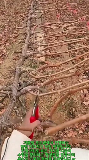겨울철 포도나무 전정 및 가지치기 작업 과정 #worker #process #vineyard #pruning #farmingtips