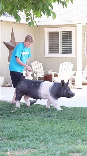 Washing and Training your show pig for a livestock show. #showpigs #livestockshow