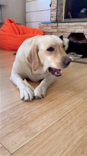 Which flavors do dogs taste? #dog #labrador #nature #food #cute #pets #shorts
