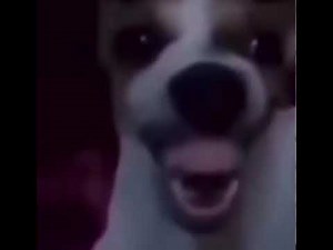 creepy dog laughing