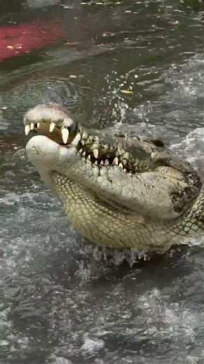 Living tank