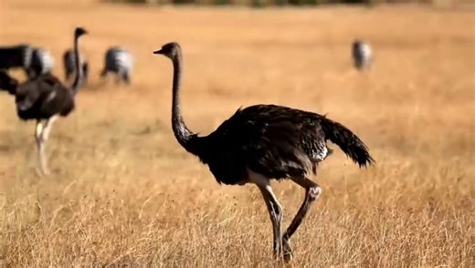 "The Wild Side of Love: Extraordinary Mating Rituals in Nature"