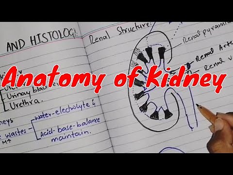Anatomy of kidney in Urdu || gross anatomy of kidney || 2020