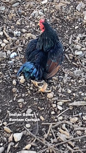 These beautiful birds are all bantams. They are purebred Cornish that will produce you meat and eggs. When googling the information about egg production it is not 100% true here because I get eggs all the way until December. These birds lay the best sized eggs for shipping and hatching. Matter of fact, if you throw an egg up in the air and let it hit your lawn, it won’t even break. I’ve tried already four times lol 😂 I haven’t had any ill illness with this genetics of Cornish. I am extremely ha