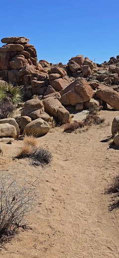 Exploring Joshua Tree National Park: A Unique Perspective