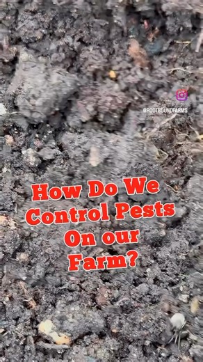 How do we keep the common pests from destroying our crops?? 🦋🐝🐞🐜🦗🦟🪰🪲🪳 🐞We take a Hands Off approach to tiny common insect pests. 🐞We allow all life in our soil to exist. We don’t use herbicides, insecticides, or synthetic fertilizers in our soil. 🐞Allowing all life to exist creates a diverse ecosystem in which the beneficial insects usually take care of the pests!! 🐞Messing with this system actually creates more work for you!! If you kill one pest, another might become more of a pro
