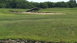 Massive alligator roaming golf course caught on camera - National | Globalnews.ca