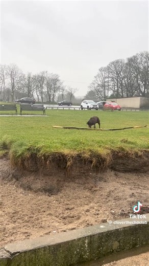 448K views · 10K reactions | The over achiever 癩 | Fairfax Pines Labrador Retrievers | Facebook