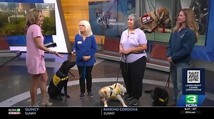 Raise a service dog with Canine Companions
