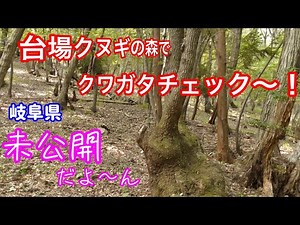 【昆虫採集】岐阜県 台場クヌギの森でクワガタチェックしてみた！ 未公開
