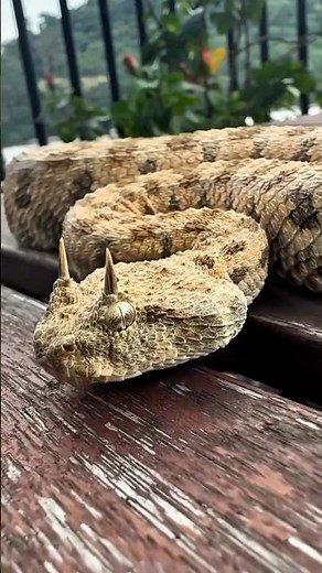 10 RAREST SNAKES on the planet #shotrs #snake