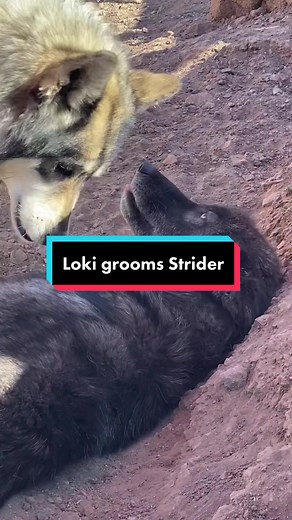 New behavior unlocked #wolves #wolfsanctuary #StJudeDadPhotos #wholesome #grooming