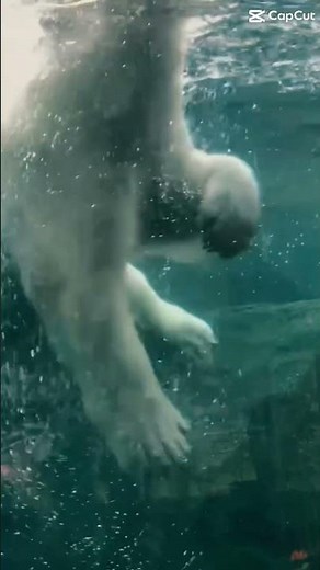 Polar Bears are LIFE at the Alaska Zoo! #alaskazoo #wildliferescue #anchorage #polarbearweek #pbi