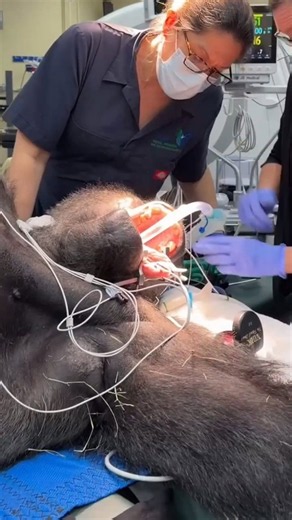 Meet Disney’s new silverback gorilla as he gets a health check