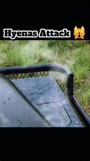 Savage Wild Dogs Hunt in Seconds 🐕🔥 | Brutal Nature Caught on Camera#shorts