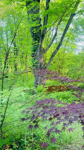 Every writer needs a special place to write and this is mine. I just finished writing my first novel in 23 years! #amwriting #booktok #writingabook #augusten #augustenburroughs #writertok #cottage #cottagecore #novel #authorsoftiktok #mydesk