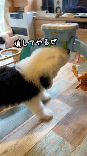 1歳児赤ちゃんのおもちゃを破壊する子犬