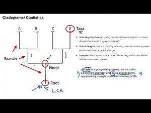 01 Classification and Cladistics