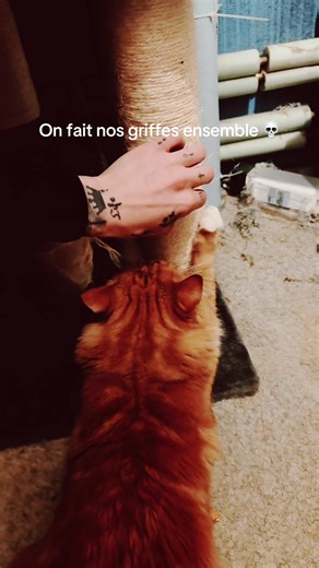 Routine père-fils 😅 #mignon #chat #fyp #chaton #mood
