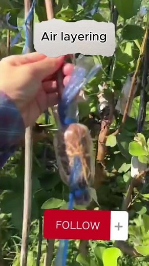 Root a Plant Without Cutting It First — Air Layering Trick!”