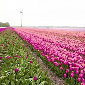 3.7M views · 196K reactions | This traditional beauty never makes us bored.  : @inaturalart #netherlands #dutch | Love The Netherlands | Facebook