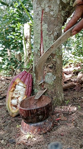 bibit unggul pohon getah super karet alam #petanigetah