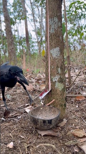 You Must Know How To Find This Sap #rubbertapping #rubbertree #sapdrip #nature