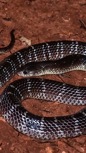 🐍இரவாடிகள் -1 Nocturnal🐸 #tamil #tamilnadu #nature #wildlife #snake | Wild Nocturnal