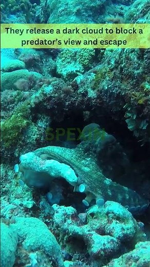 Why do octopuses squirt ink?