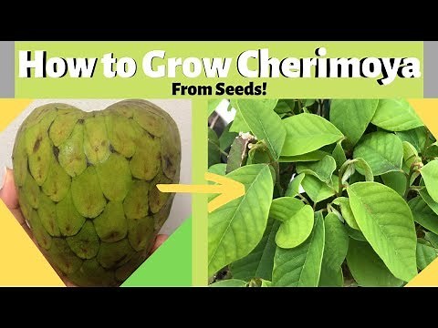 How to Grow Cherimoya (Custard Apple) from Seeds