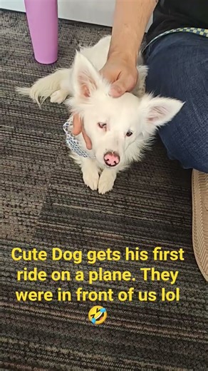 Gimbo on vacay I met Fig 😭 I will see Gimbo tomorrow!