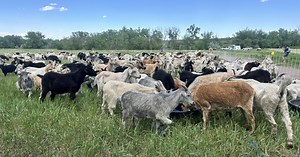 Grazing goats work to mitigate wildfire spread in communities across the Front Range