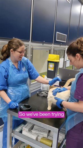 No one wants to think of their cat going missing. But if they did get lost, a correctly registered microchip could help you be reunited. | Cats Protection