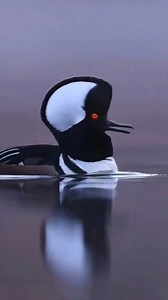 Beautiful, free, and full of life — birds celebrating nature’s beauty! 🕊️💫 #birds #naturetweeters | Nature-Tweeters