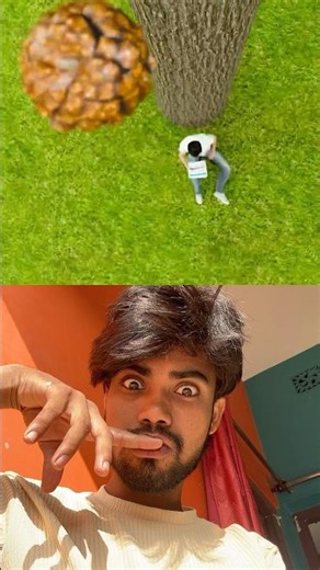 Man's Skull Crushed By 7 kg conifer cone 😨 #didyouknow #shorts