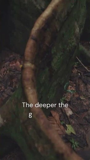 Roots don’t restrict a tree; they release it.