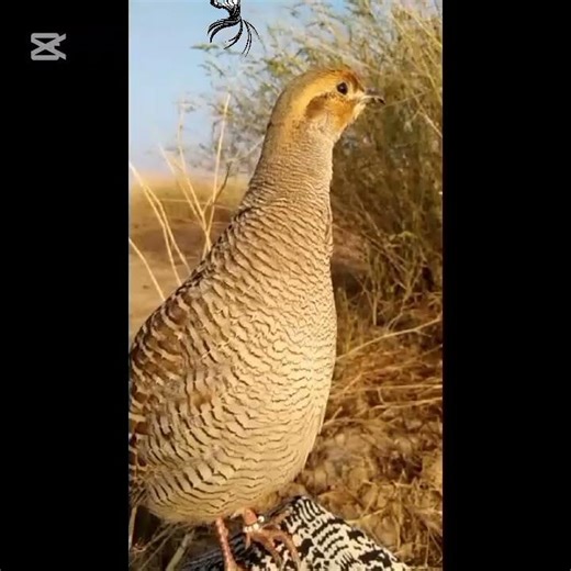 Balochistan Chukar Partridges | Amazing Wildlife of Pakistan
