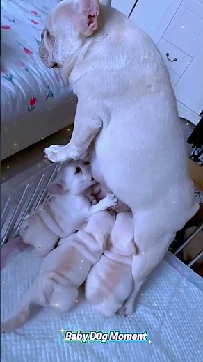可愛すぎて世界が止まる…生まれたて子犬のミルクタイムが尊すぎる🐶🍼💞