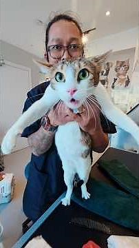 This cat was so stressed that it 💩 start of the groom!