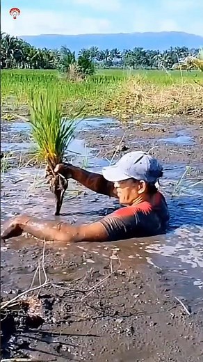 Indonesia’s Deep Mud Rice Farming 😲 Farmers Plant Rice in Neck-Deep Mud!