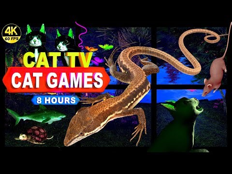 CAT GAMES | THE MOST FAVORITE CAT TV COMPLATION FOR YOUR FELINE FRIENDS | 4K, 8-HOURS | 🐱