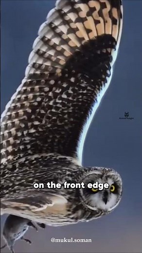HOW Owl FLY SILENTLY | Master of Silent Flight #animalfacts #owl