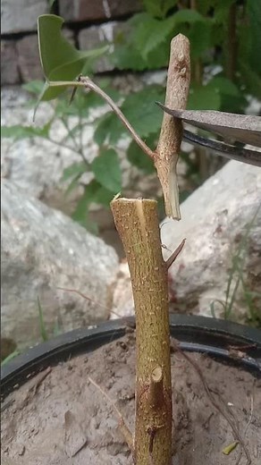 Easy FRUIT Tree Grafting At Home Made Simple