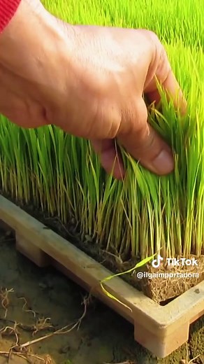 Aumenta tu rendimiento agrícola con ILGA