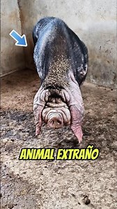 Meet China's curious WRINKLY pig! 🐖
