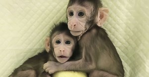 Un pas de plus vers le clonage humain ? Des chercheurs viennent de cloner deux primates en Chine