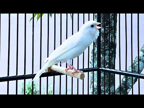 Your Canary Won't Stop Singing, Play This Song!!! Best Canary Training