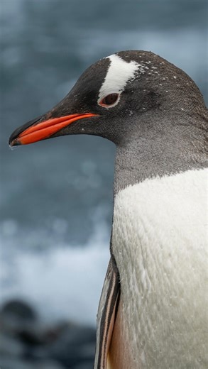 We don’t know the secret to happiness, but we’ve never been unhappy watching penguins! 🐧😍 #penguinsofinstagram #antarcticpenguins #antarcticadventure #swoopantarctica #antarctica #youradventurestory | Swoop Antarctica