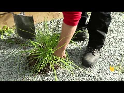 How To Split Chives
